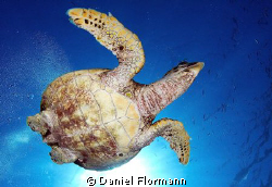 Turtle dive by Daniel Flormann 